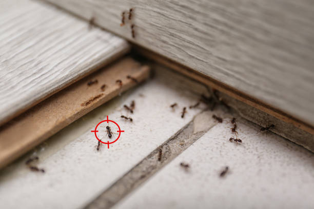 Best Local Pest Control Services  in Canton, GA