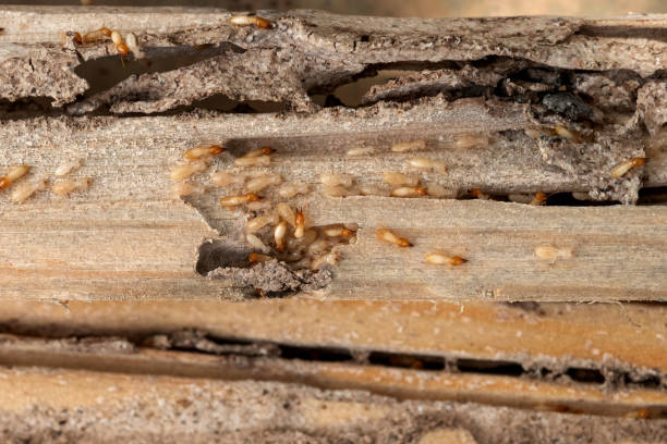 Professional Pest Control in Canton, GA